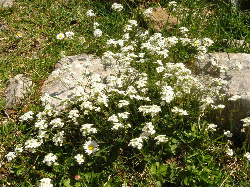 Hornungia alpina photo